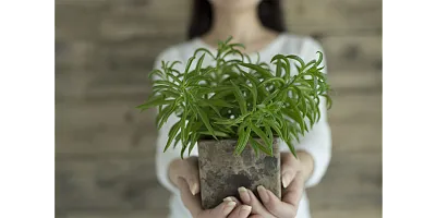 Zielone z natury - jak wprowadzić rośliny do wnętrza?
