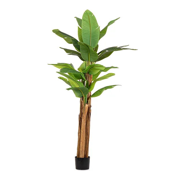 Roślina Banana 22 Liście 240cm od Bizzotto