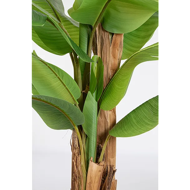 Roślina Banana 22 Liście 240cm od Bizzotto