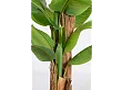 Roślina Banana 22 Liście 240cm od Bizzotto