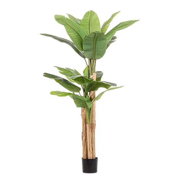 Roślina Banana 20 Liści 200 cm od Bizzotto