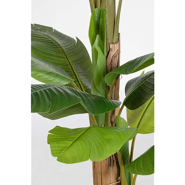 Roślina Banana 20 Liści 200 cm od Bizzotto