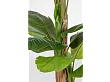 Roślina Banana 20 Liści 200 cm od Bizzotto