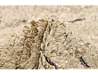 Dywan Wełniany Landscape Straw Camel 170x240 cm od Carpets&More