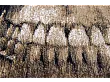 Dywan Memento Mori Funny Bones 170x240 cm od Carpets&More