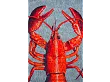 Dywan Okrągły Pop Lobster Steam Red Round 240x240 cm od Carpets&More