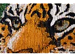 Dywan Okrągły Pop Tiger Green On Fire Round 240x240 cm od Carpets&More